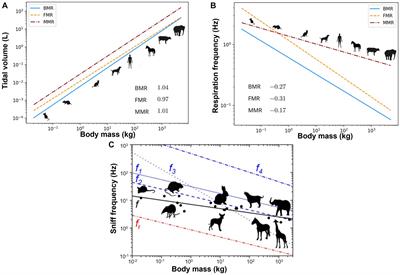 Nasal anatomy and sniffing in respiration and olfaction of wild and domestic animals